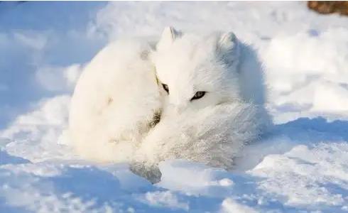 �μ����꾫