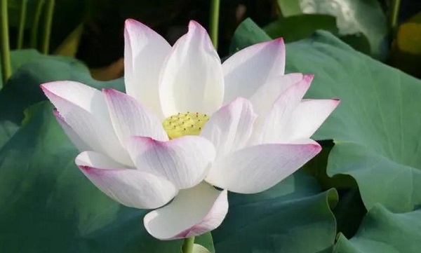 �μ�����