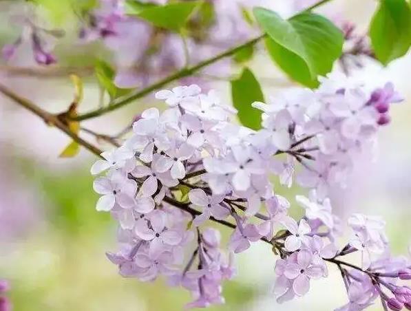 �μ�����