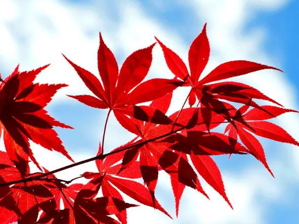 �μ�������Ҷ