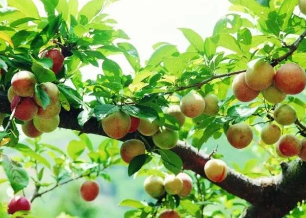 �μ����ֹ�ʵ