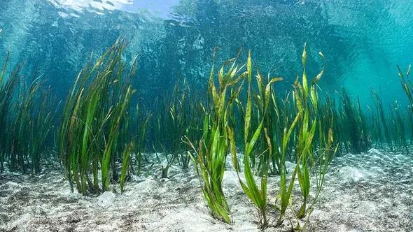 �μ�����