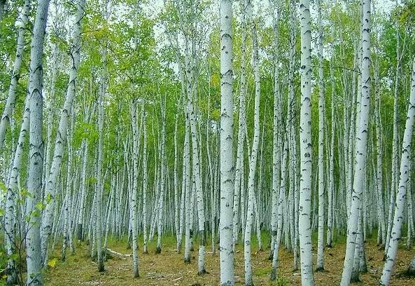 �μ�����