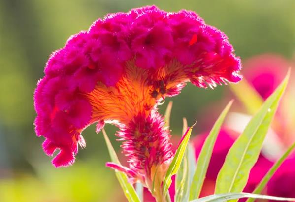 �μ����ڻ�