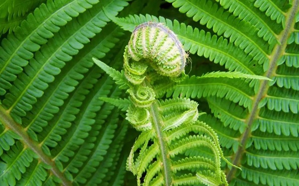 �μ�ާ��ֲ��