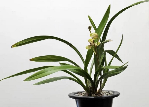 �μ�����