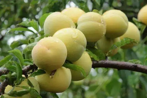 �μ�������