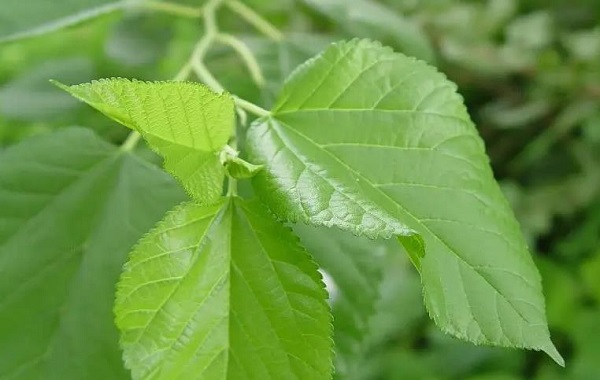 �μ�ɣҶɣ��