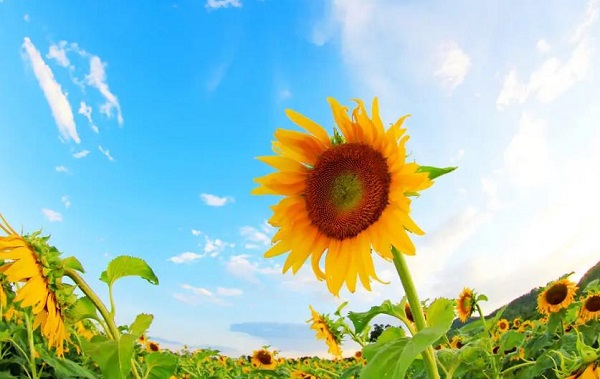 �μ����տ�