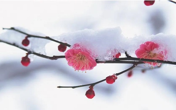 �μ�ѩ�п���