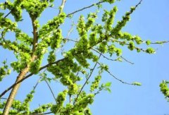 �μ����� �����μ�������ʲôԤ�� �μ������ò���