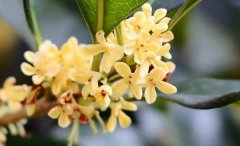 �μ��¹� �����μ��¹���ʲôԤ�� �μ��¹𻨺ò���