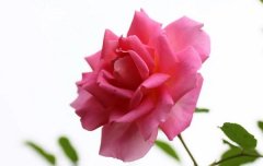 �μ��¼��� �����μ��¼�����ʲôԤ�� �μ��¼����ò���