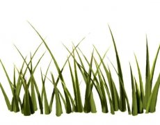 �μ��Ӳ� �����μ��Ӳ���ʲôԤ�� �μ��Ӳݺò���