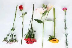 �μ��Ի� �����μ��Ի���ʲôԤ�� �μ��Ի��ò���