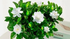 �μ����ӻ� �����μ����ӻ���ʲôԤ�� �μ����ӻ��ò���