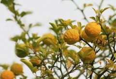 �μ��� �����μ�����ʲôԤ�� �μ��׺ò���