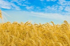 �μ�ׯ�� �����μ�ׯ����ʲôԤ���μ�ׯ�ںò���