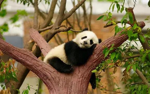 �μ�����԰