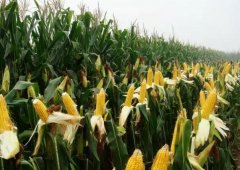 梦见玉米地 做梦梦见玉米地是什么预兆 梦见玉米地好不好