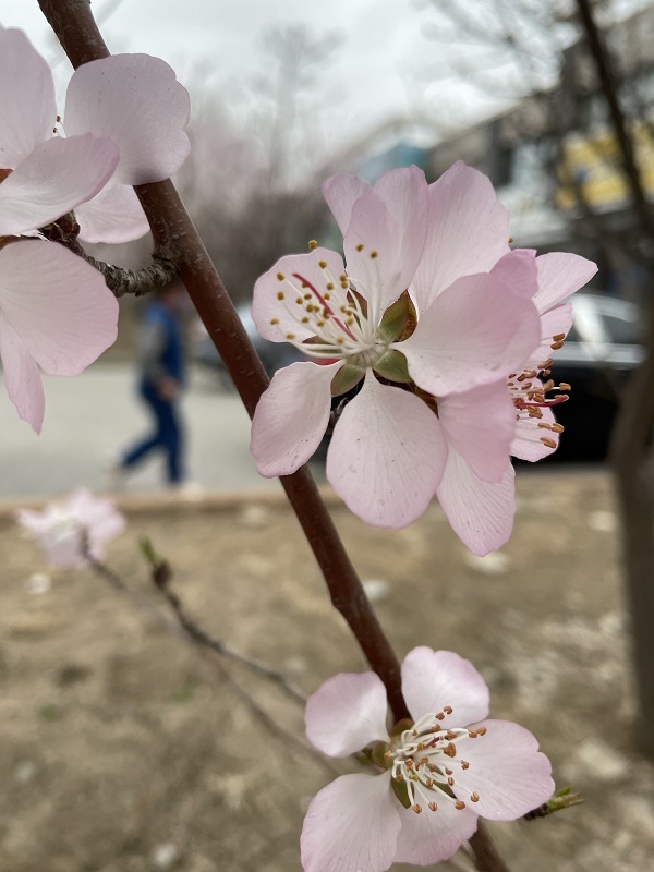 �μ����촺��