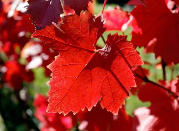 �μ���Ҷ����