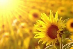 �μ����� �����μ�������ʲôԤ�� �μ�����ò���