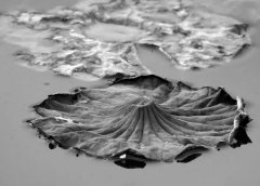 �μ�һ̲��ˮ �����μ�һ̲��ˮ��ʲôԤ�� �μ�һ̲��ˮ�ò���