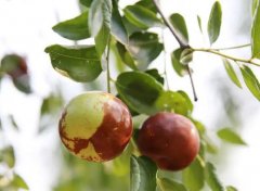 �μ������� �����μ���������ʲôԤ�� �μ��������ò���