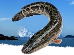 �μ�ץ���� �����μ�ץ������ʲôԤ�� �μ�ץ����ò���