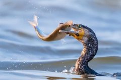 �μ�ץ�� �����μ�ץ����ʲôԤ�� �μ�ץ��ò���