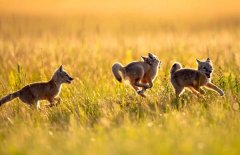 �μ�׷��׷�� �����μ�׷��׷����ʲôԤ�� �μ�׷��׷�Ϻò���