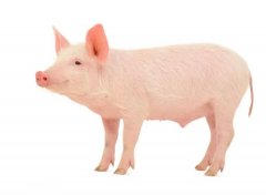 梦见猪油 做梦梦见猪油是什么预兆 梦见猪油好不好