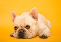 <b>��α������ʮ���</b>