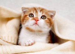 <b>厕所布置的12要点</b>