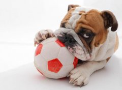 <b>�ʺ��ڼ��аڷŵ��黭</b>