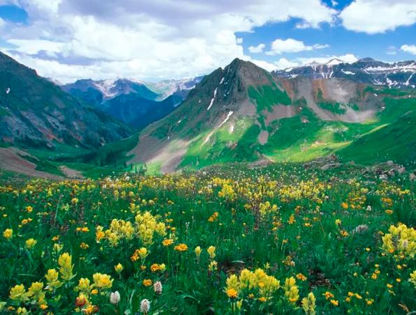 墓地龙脉风水树