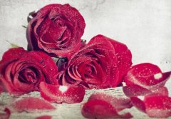 苏珊米勒2023年2月巨蟹座运势