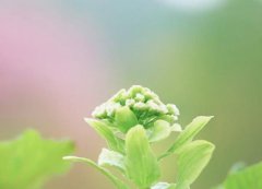 苏珊米勒2023年2月双鱼座运势