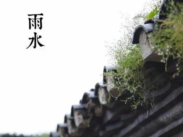 雨水吃什么