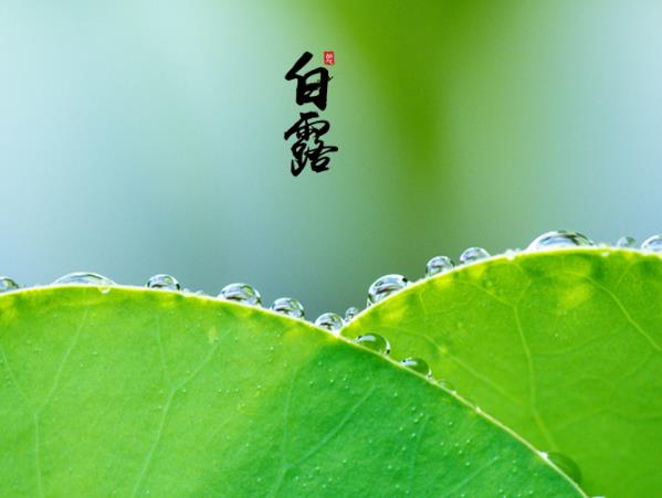 白露是什么意思