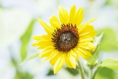 苏珊米勒2023年8月双子座运势