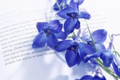 苏珊米勒2023年9月金牛座运势