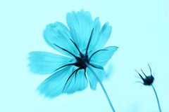 苏珊米勒2023年9月摩羯座运势