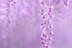 苏珊米勒2023年12月双子座运势