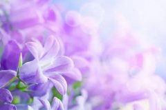 ��ɺ����2023��12�½�ţ������