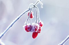 星座2023年12月11日到17日一周运势