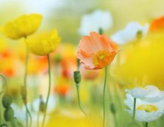 ��ɺ����2024��1��˫��������