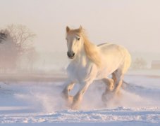 ��ɺ����2024��1������������