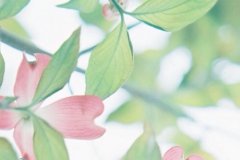 ��ɺ����2024��2��Ħ��������